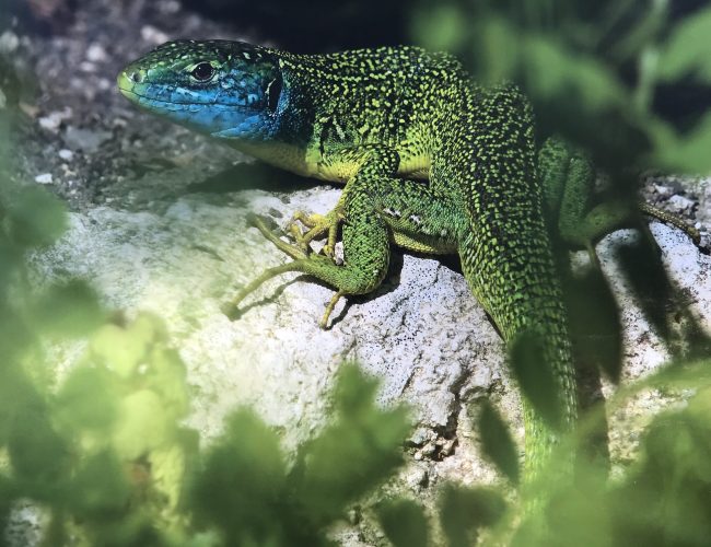 Lezard-vert-scaled-1.jpg